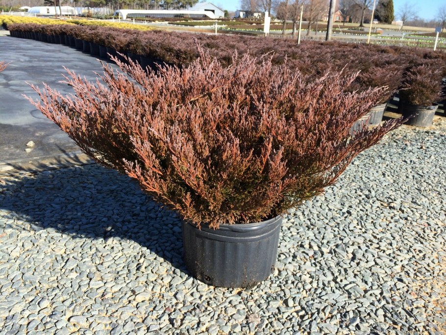 Можжевельник Andorra Compact