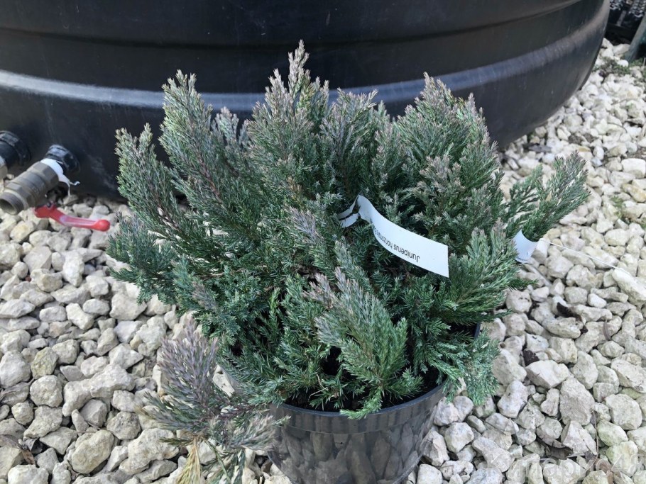 Можжевельник чешуйчатый Блю Форест