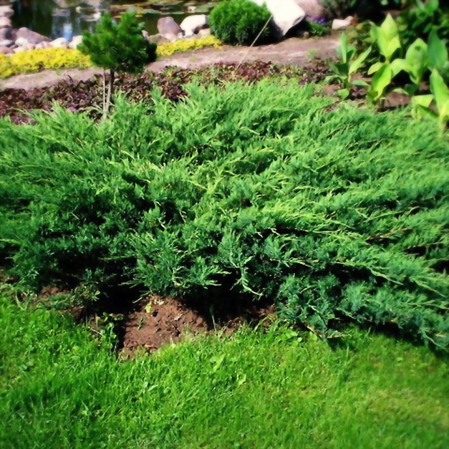 Можжевельник Andorra compacta