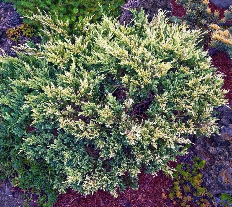 Можжевельник Андорра Вариегата