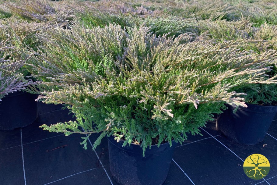 Можжевельник горизонтальный Andorra