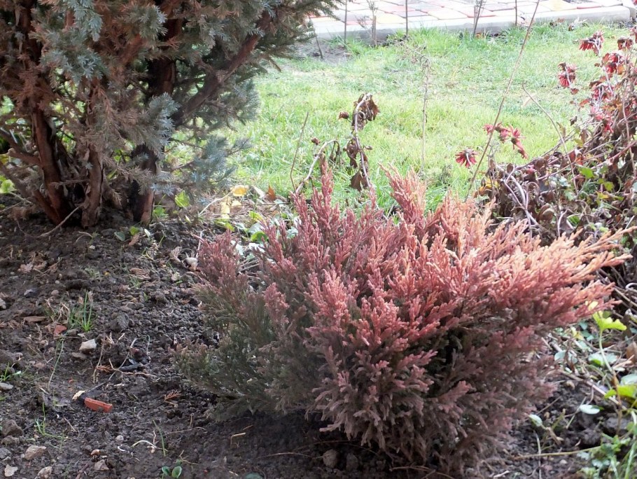 Можжевельник Андорра Вариегата зимой