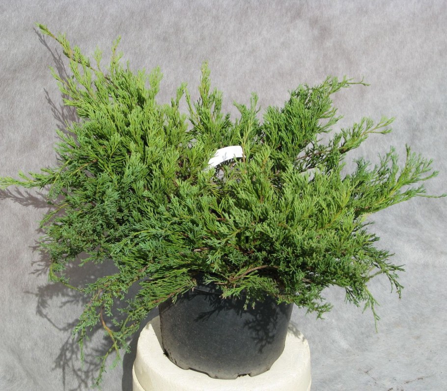 Можжевельник горизонтальный Andorra Compact