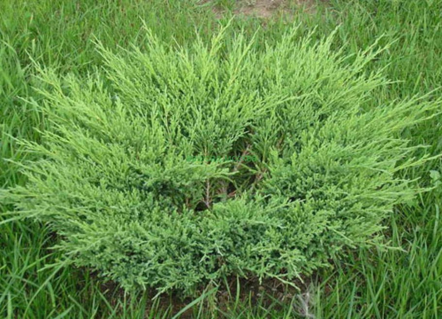 Можжевельник казацкий Андорра