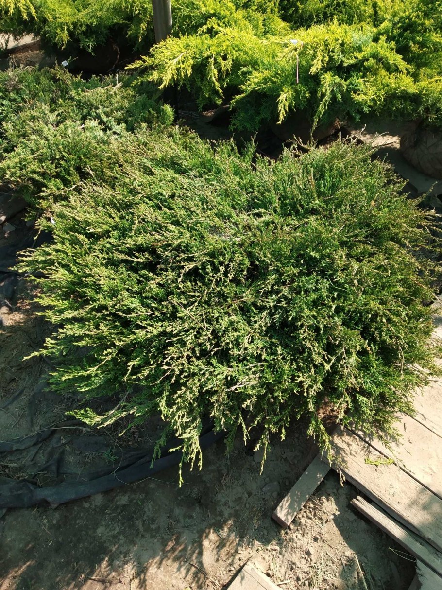 Можжевельник горизонтальный Andorra compacta