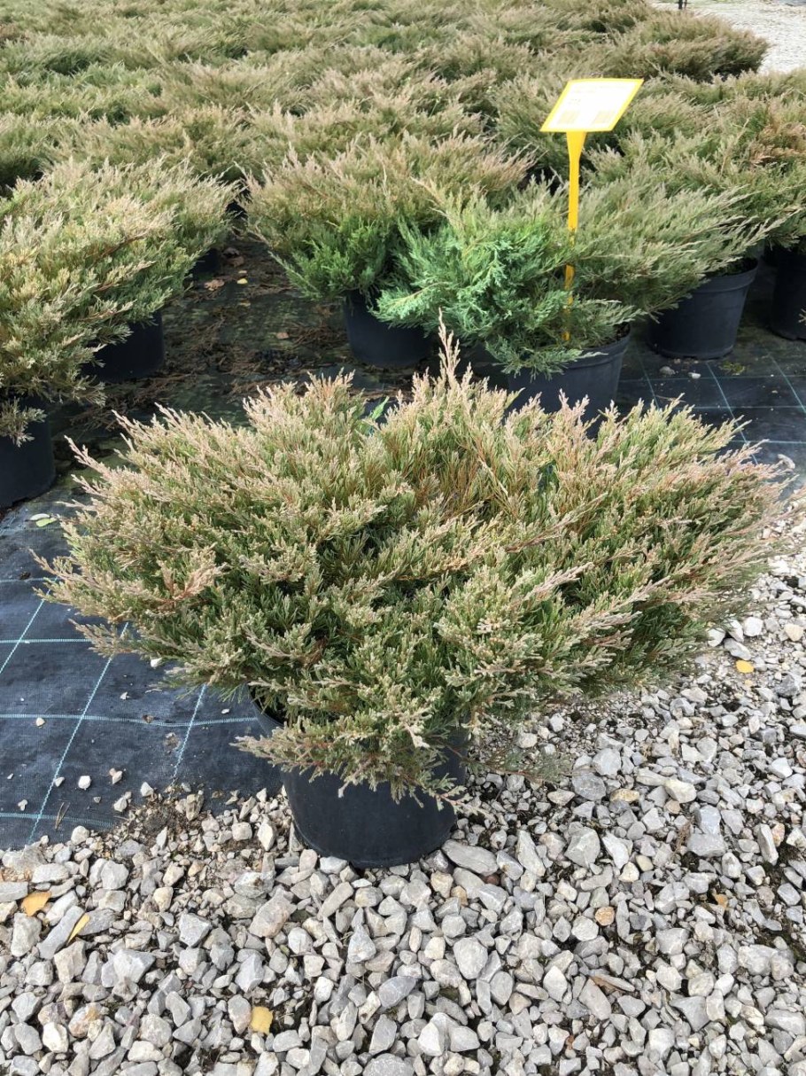 Можжевельник горизонтальный Juniperus horizontalis Andorra Compact