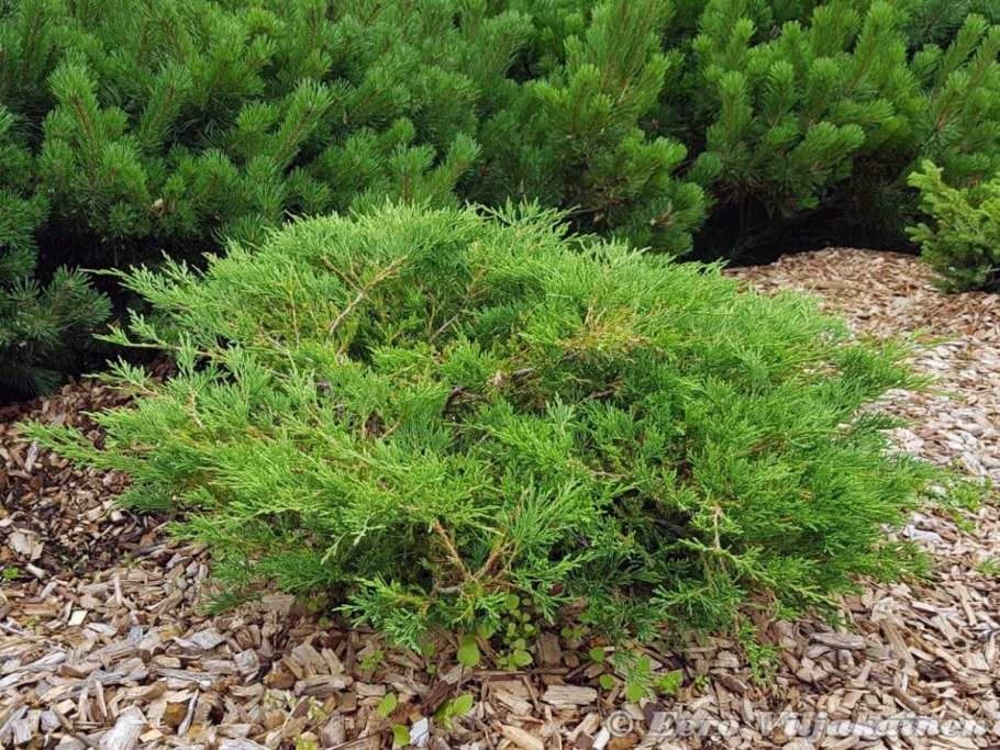 Можжевельник горизонтальный Juniperus horizontalis Andorra Compact