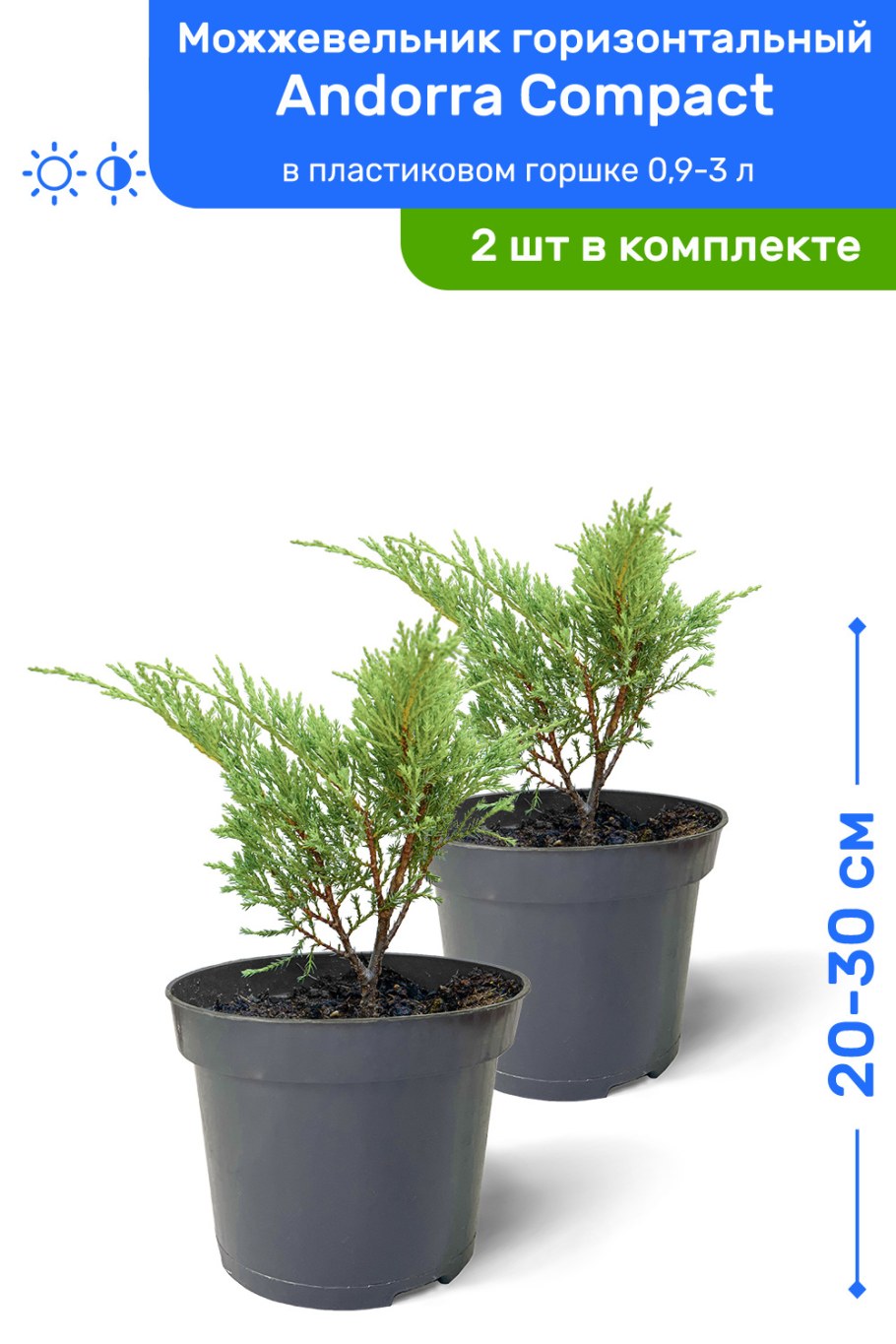 Можжевельник горизонтальный Андора компакт