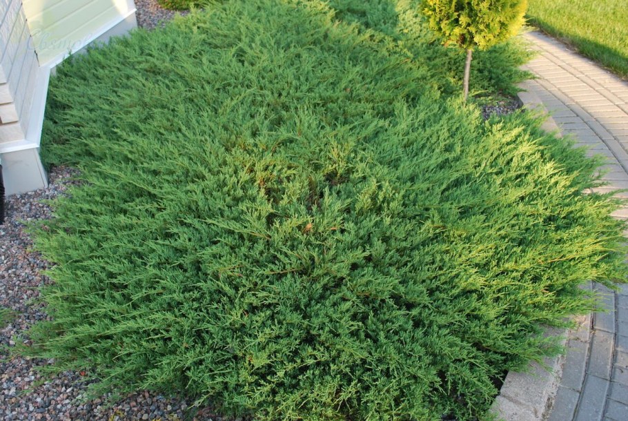 Можжевельник горизонтальный Juniperus horizontalis Andorra Compact