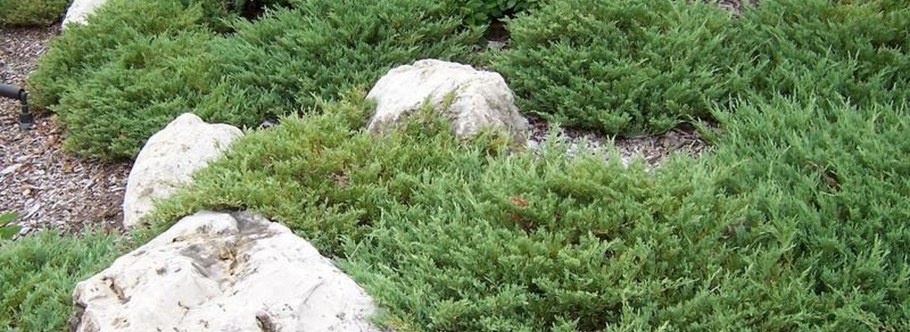 Можжевельник Горизонт Андорра компакт