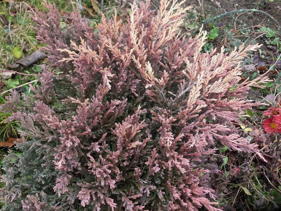 Можжевельник Андорра компакта Вариегата