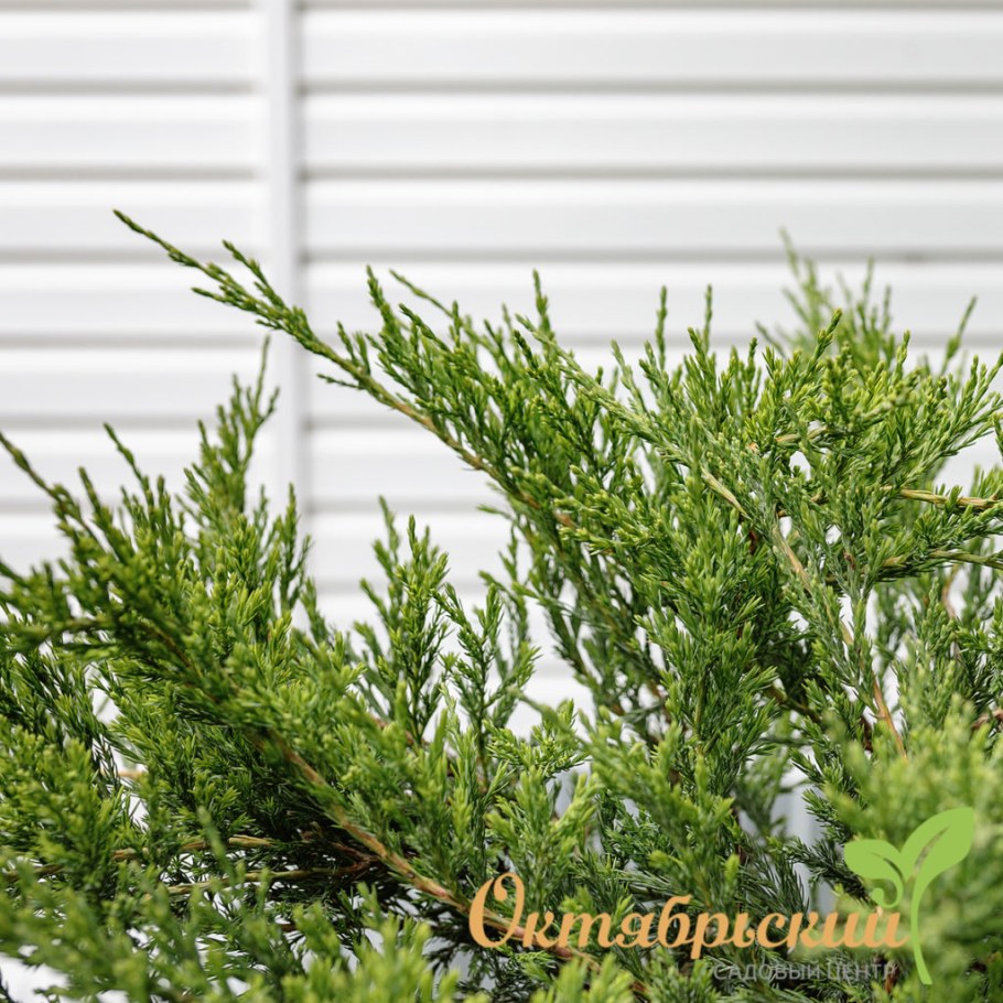 Можжевельник горизонтальный "Андорра компакта" (Andorra compacta)