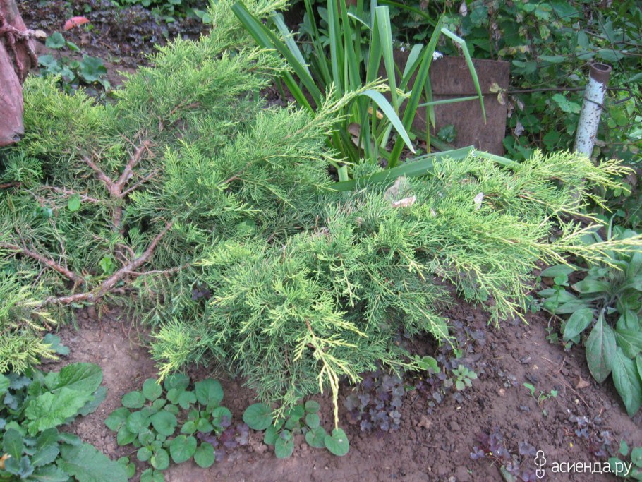 Можжевельник Андорра компакт фото