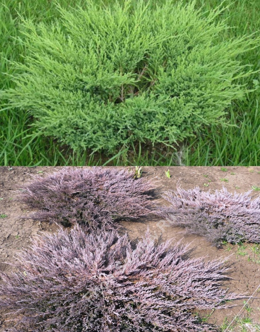 Можжевельник Andorra compacta