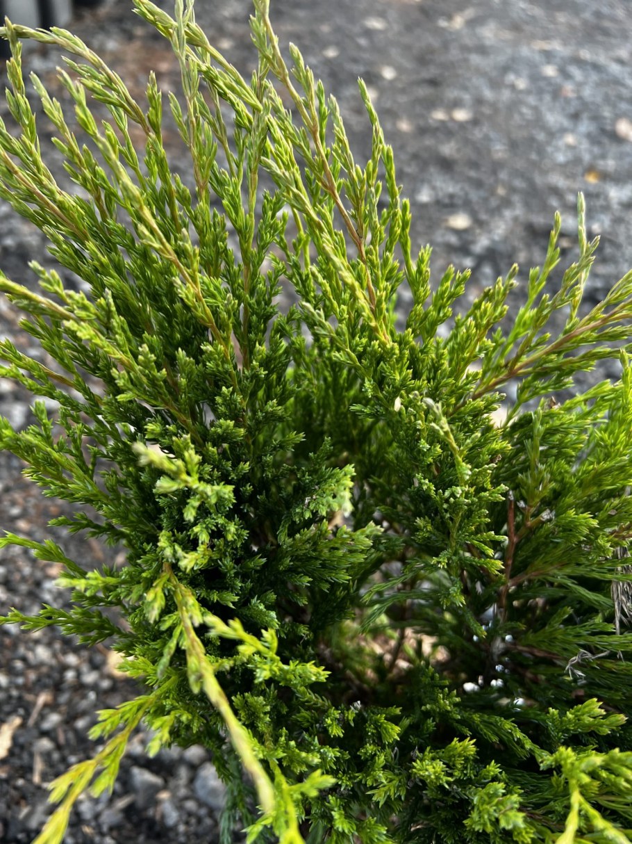 Можжевельник Андора компакта