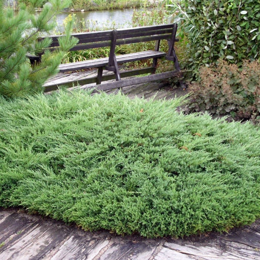 Можжевельник горизонтальный Andorra Compact