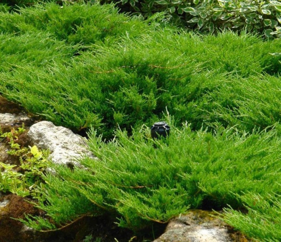 Можжевельник минт джулеп