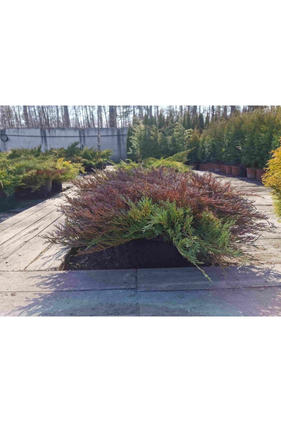 Можжевельник горизонтальный Andorra Compact