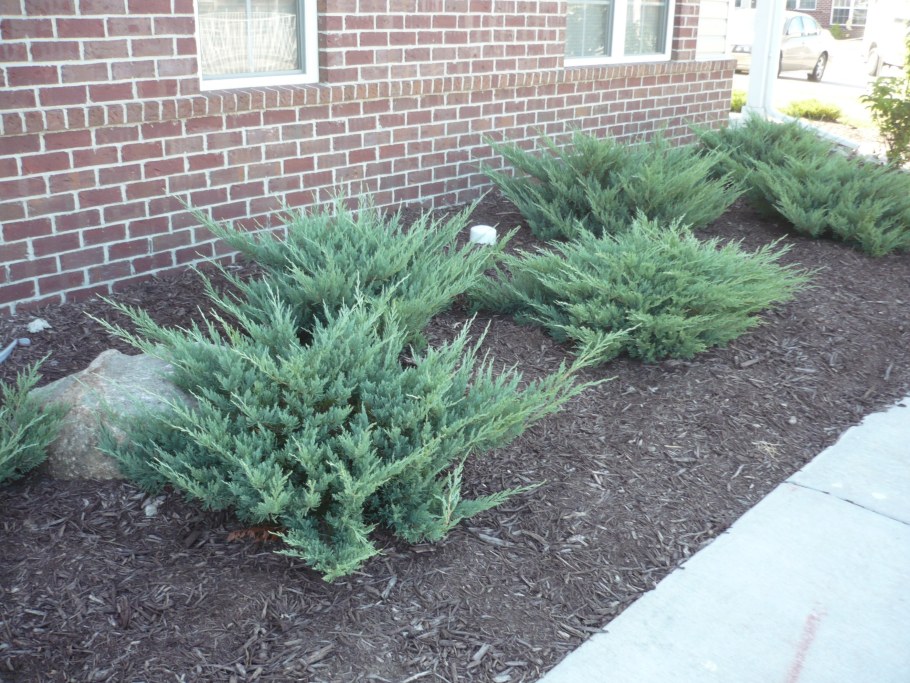 Можжевельник казацкий Блю чип