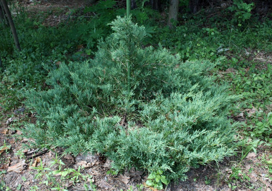 Можжевельник Andorra compacta