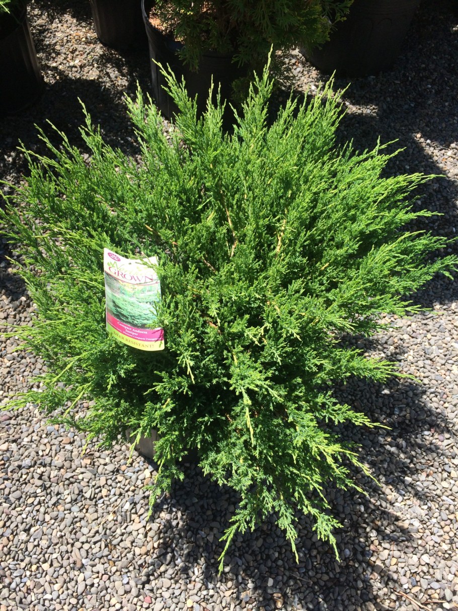 Можжевельник Andorra Compact