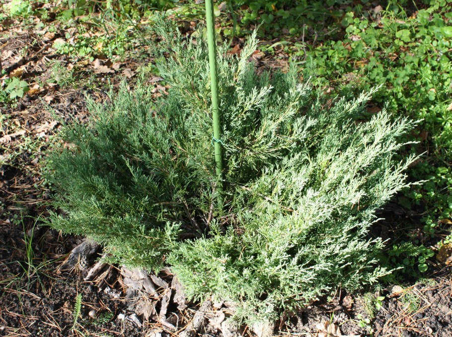 Можжевельник Андорра компакт стрижка