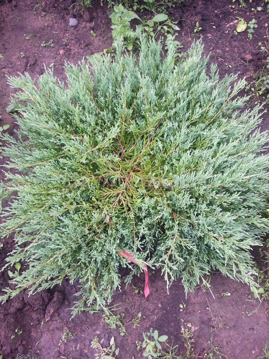 Можжевельник Andorra compacta