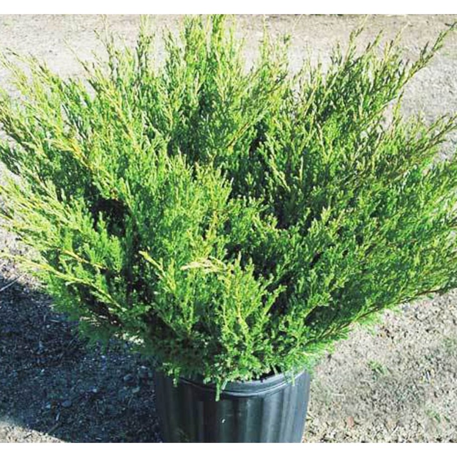 Можжевельник казацкий Андорра компакт