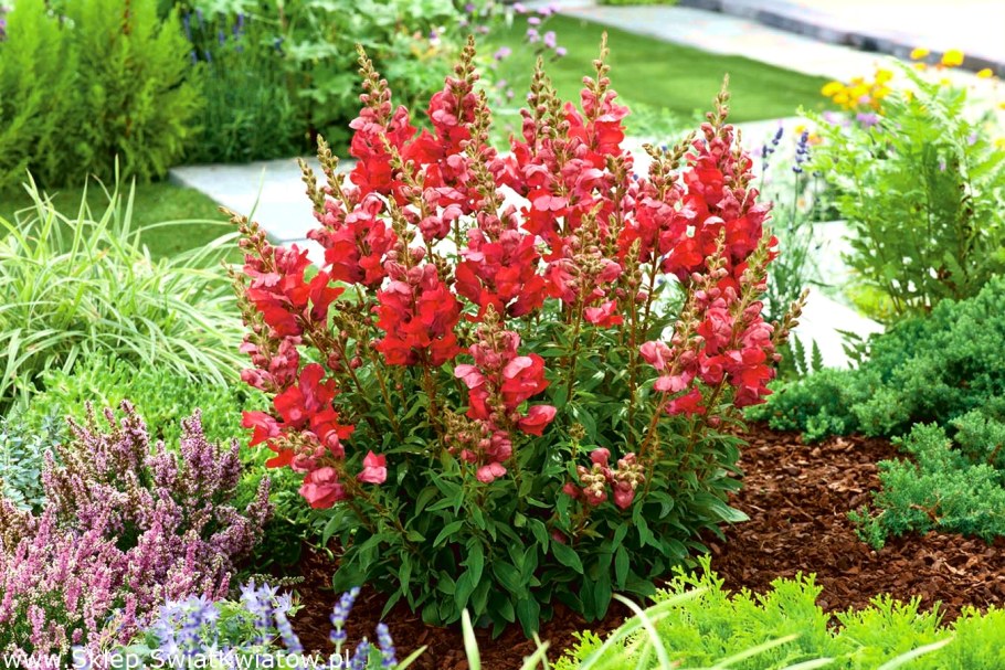 Львиный зев среднерослые