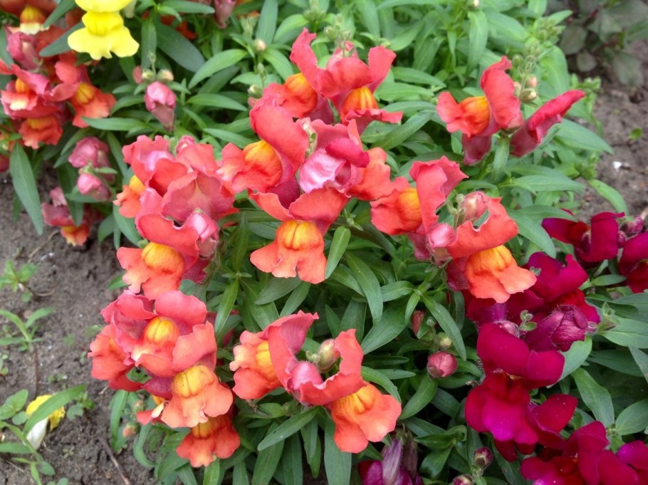 Львиный зев в букетах