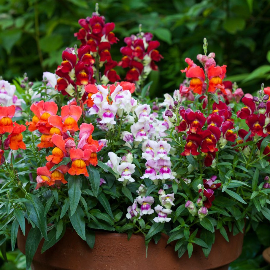 Антирринум карликовый львиный зев