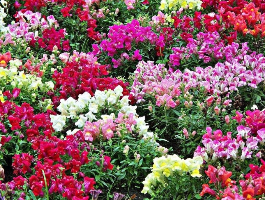 Львиный зев Калифорния