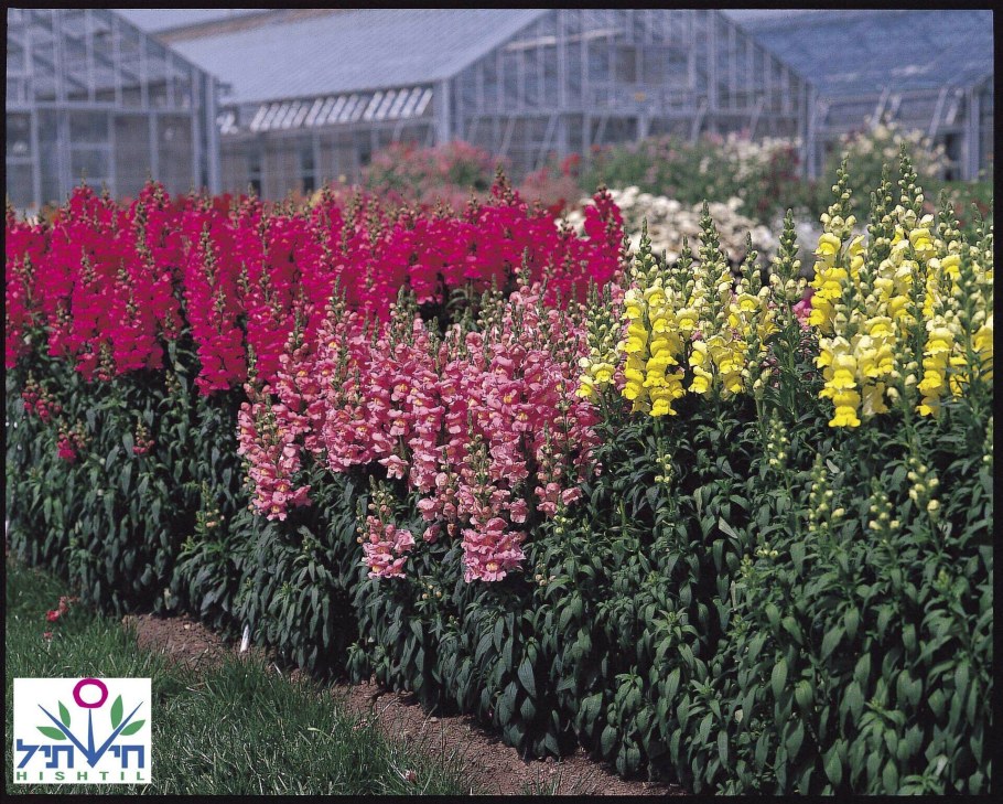 Львиный зев Мэриленд Королевский