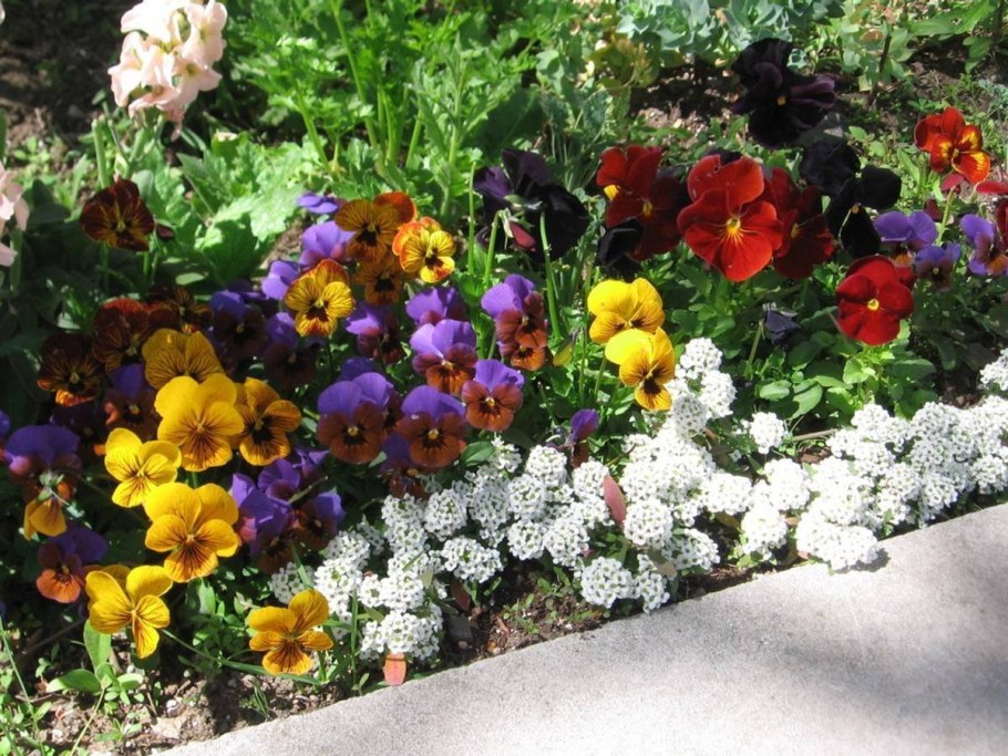 Анютины глазки Виола клумба