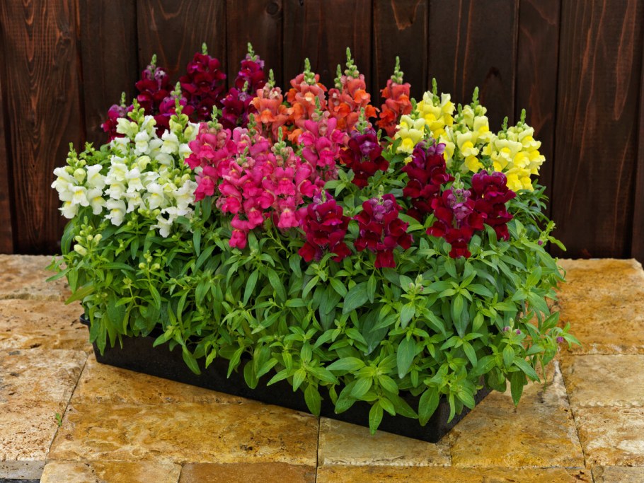 Львиный зев Радуга