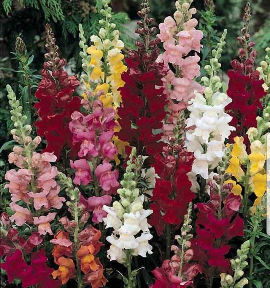 Антирринум рокет