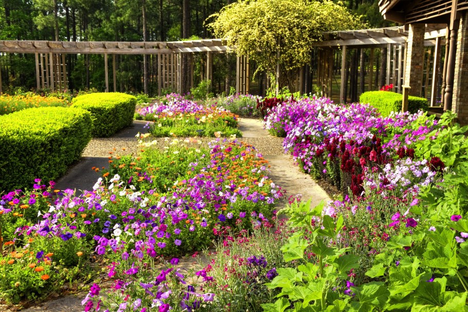 Львиный зев и петуния