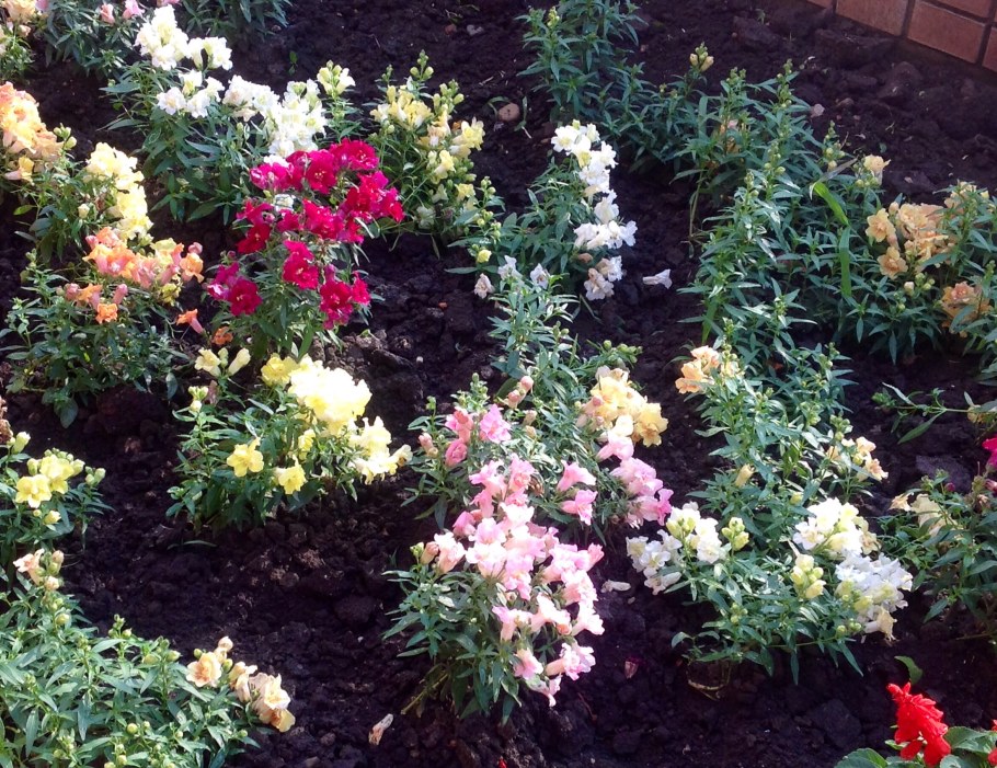 Антирринум Аляска в цветнике