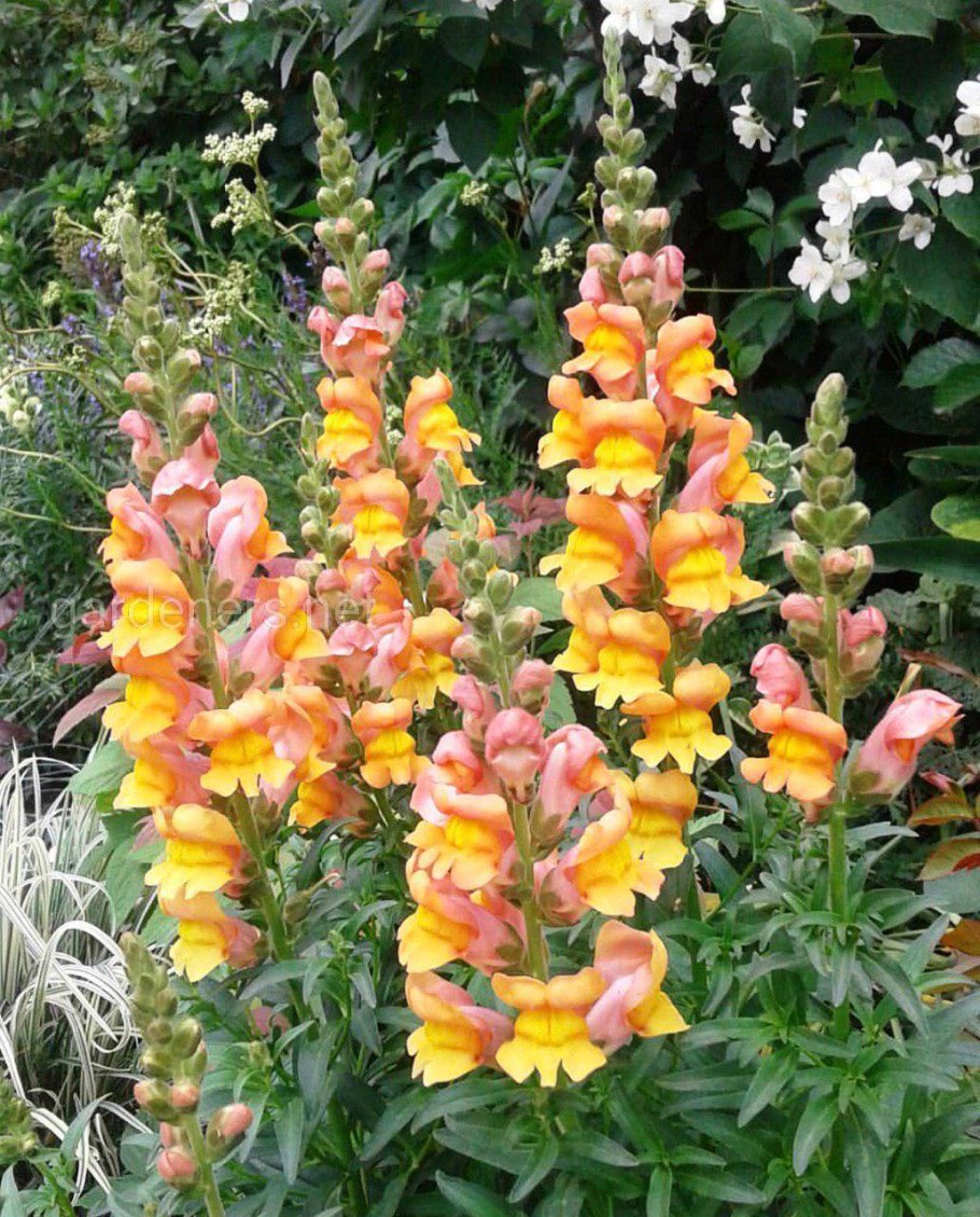 Антирринум львиный зев