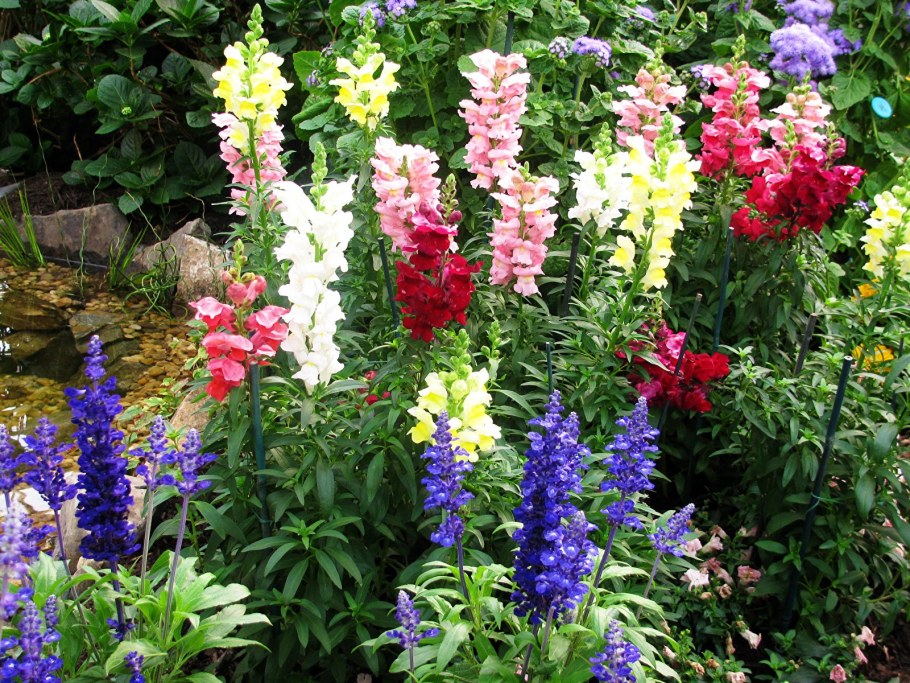 Львиный зев садовый