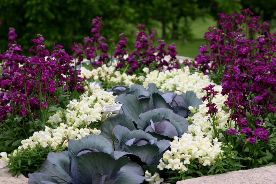 Маттиола левкой