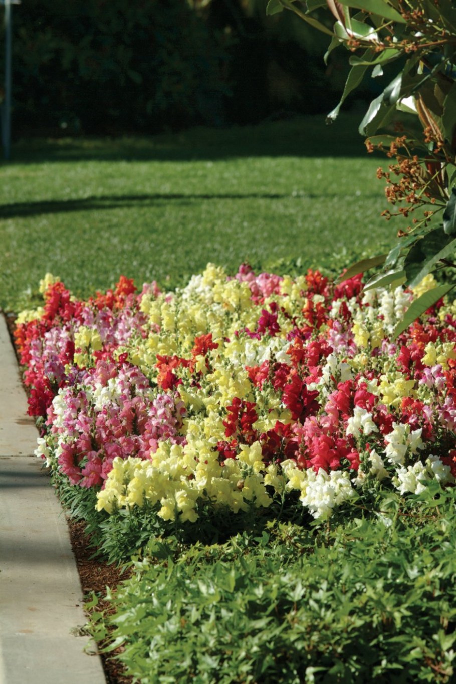 Львиный зев снапшот микс