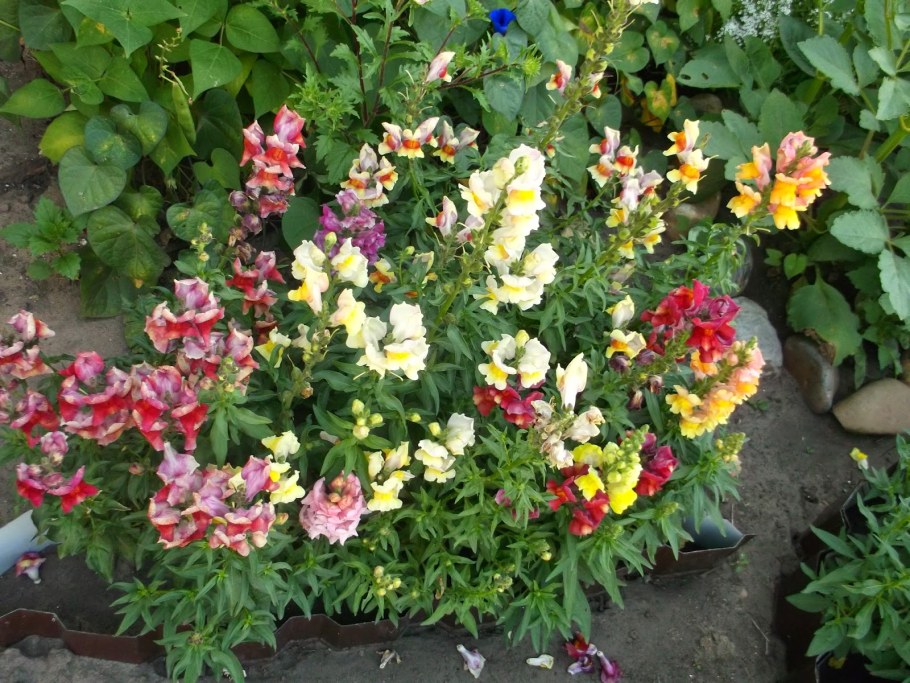 Львиный зев ампельный