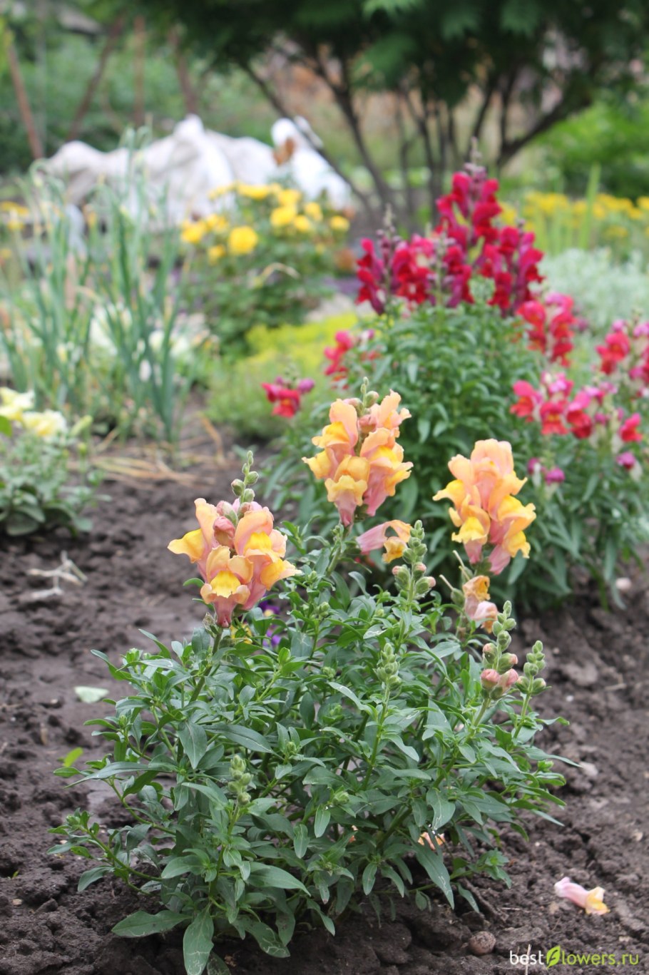 Левкой и львиный зев