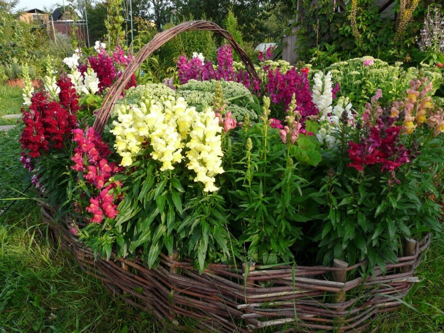 Львиный зев на клумбе