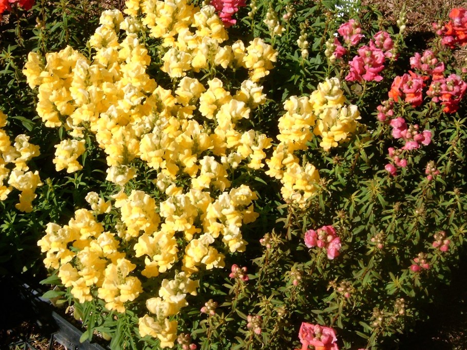 Львиный зев Зугшпитте