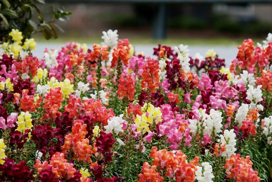 Антирринум (Antirrhinum)