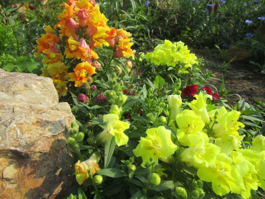 Львиный зев Твинни желтый