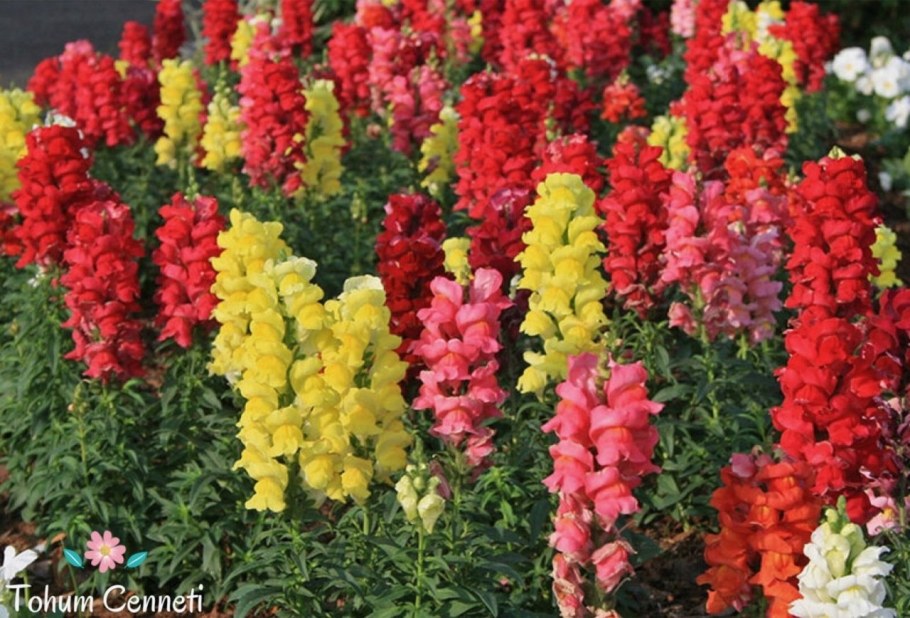 Львиный зев Калифорния смесь