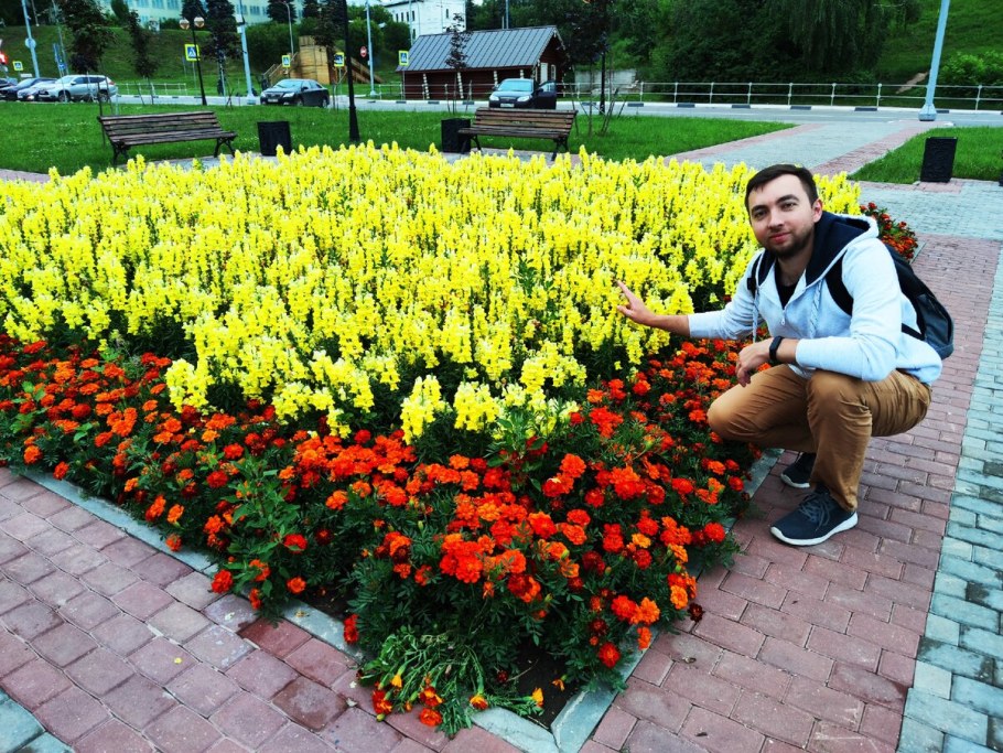 Петуния алиссум бархатцы львиный зев